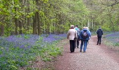 Bluebells